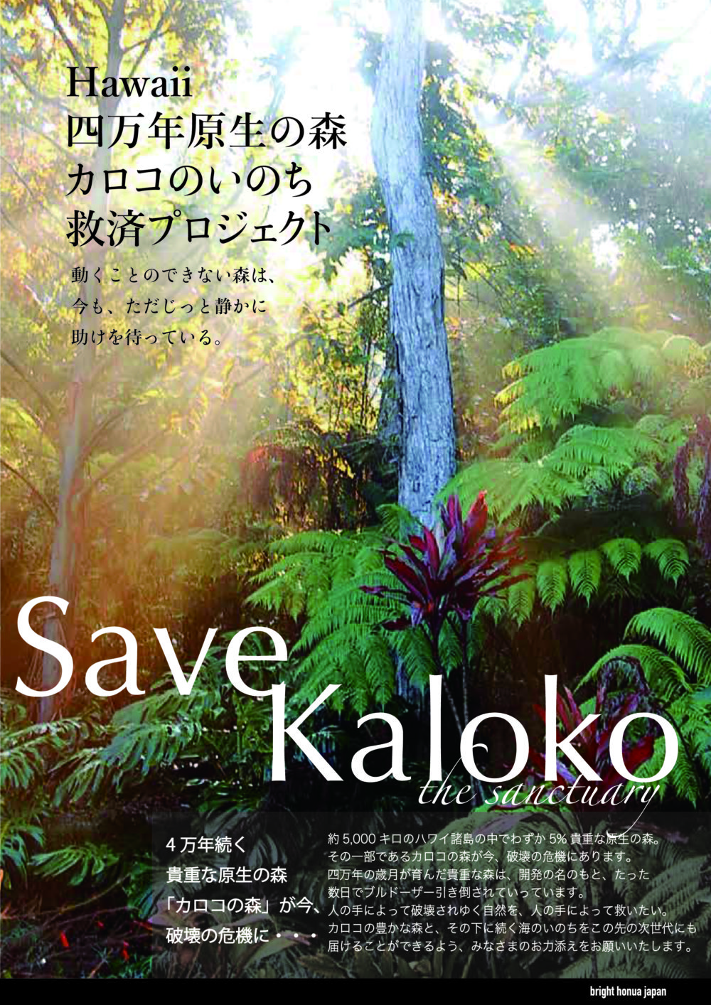 Kalokoの森プロジェクト